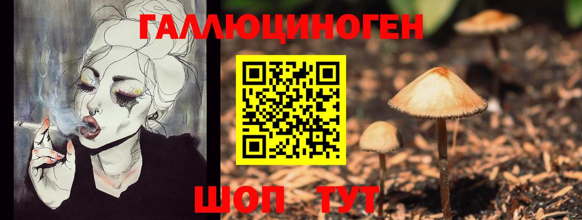 Бердск  Псилоцибиновые грибы Cubensis  сколько стоит  Вход с VPN 